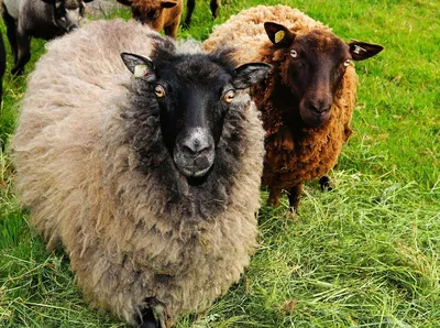 Москвичи выберут имя для овечки, родившейся на ВДНХ // НТВ.Ru