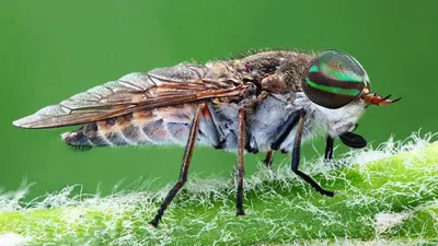 Оводы и слепни: Незнание разницы между двумя этими насекомыми объединяет  всё СНГ | Пикабу