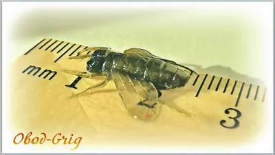 Черный жгут чокер кулон подвес- муха насекомое овод шмель металл крупная  6см (ID#1248503616), цена: 199 ₴, купить на Prom.ua