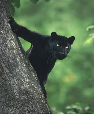 Черные пантеры — просто кошки размера XXL - Рамблер/новости
