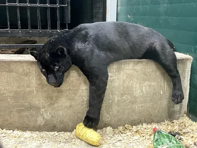 Три котёнка родились у пантеры в зоопарке Хакасии
