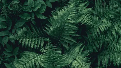 Скачать 1920x1080 папоротник, листья, зеленый, растение, вид сверху обои,  картинки full hd, hdtv, fhd, 1080p