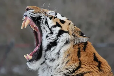 Пасть тигра: выбор изображения в формате webp | Пасть тигра Фото №521017  скачать