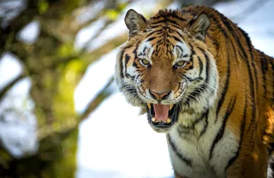 Сколько зубов у тигра?