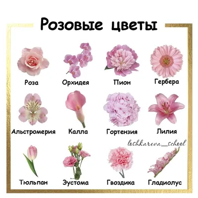 Pink flowers | Названия цветов, Необычные цветы, Редкие цветы