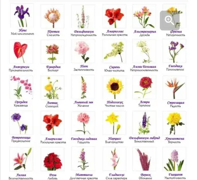 Популярные цветы для букетов: названия, фото и значения