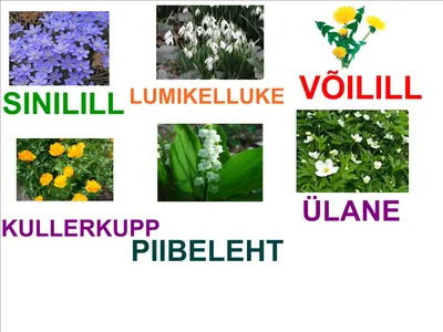 Название цветов (каталог флориста) с фото и описанием - Справочник цветов