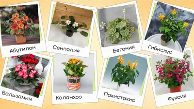 Названия цветов и оттенков на украинском языке - как правильно говорить |  Стайлер