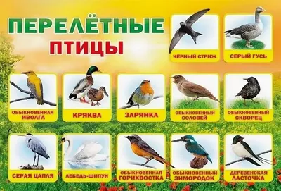 ⭐️Перелётные и зимующие птицы | Развиваем детей вместе | ВКонтакте