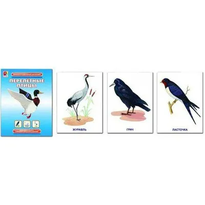 Игры и задания по теме «Перелетные птицы» для детей старшего возраста