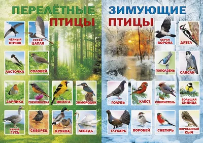 Летят перелётные птицы - купить в интернет-магазине издательства «Алтей и  Ко»