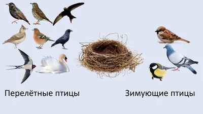 9-27 Летят перелётные птицы (Раиса Пацук) / Стихи.ру