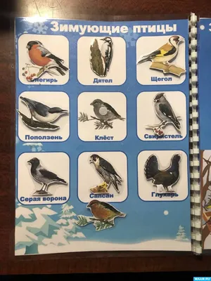 Раскраски «Перелетные птицы» для детей с названиями распечатать