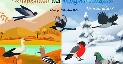 Дидактична гра Зимуючі та перелітні птахи - Всеукраїнський портал Anelok  Ігри для друку