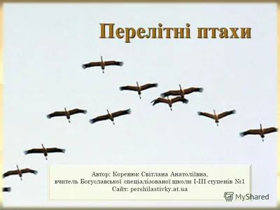 Гра на Липучках «Екзотичні Птахи» — Купити на BIGL.UA ᐉ Зручна Доставка  (1217032785)