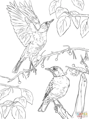 Розмальовки для дітей «Перелітні птахи» роздрукувати (33 фото)