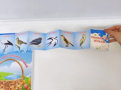 Рухлива гра «Перелітні та зимуючі птахи» - YouTube