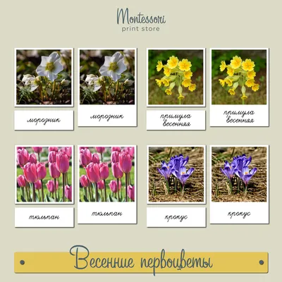 Первоцвет весенний — Википедия