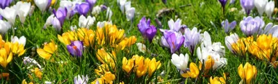 Кузбассу – красоту первоцветов! | Экология и природные ресурсы Кемеровской  области — Кузбасса