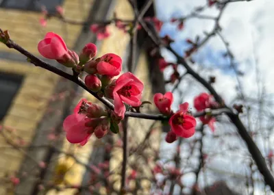 Теперь ждём весну) первые цветы, …» — создано в Шедевруме