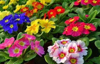 В Саратове после снегопада распустились первые весенние цветы — Регион 64