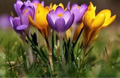 Весенние цветы в саду: ТОП популяных первоцветов, время посадки и цветения  – Mariupol Pitomnik \"AZOV\"