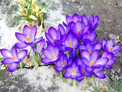 Редкие весенние цветы - первоцветы | Пушкинское сельское поселение  Гулькевичского района Краснодарского края