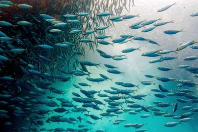 Океанариум: как живется рыбам вдали от моря.
