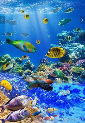 картинки : море, воды, природа, океан, луч, животное, дайвинг, Подводный,  зоопарк, Синий, рыба, Плавание, коралловый риф, Риф, каникулы, аквариум,  Животные, Польша, Подводное плавание, фон, водные виды спорта, Wroc aw,  Морская биология 4288x2848 - -