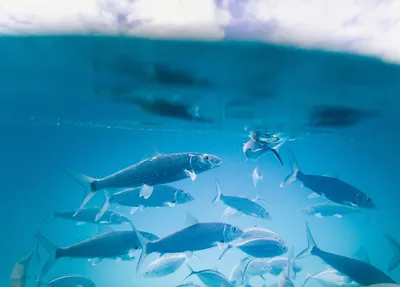 Рыба-удильщик под водой,море,мрачно…» — создано в Шедевруме