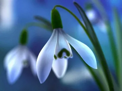 Подснежник Весна Цветок Признаки - Бесплатное фото на Pixabay - Pixabay