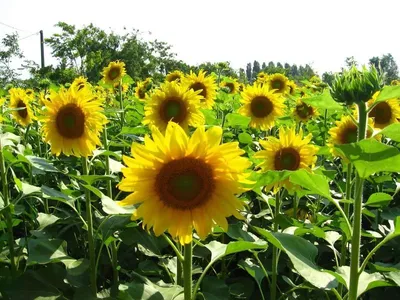 подсолнуха на природе. солнечный день, расцветающий на поле . закрытие  подсолнуха. подсолнечник естественный Стоковое Изображение - изображение  насчитывающей день, цветасто: 247746523