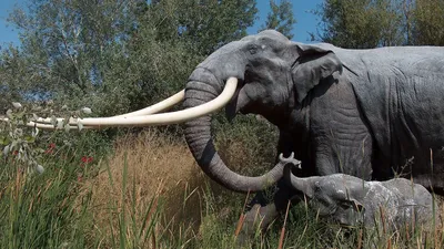 Почему именно слон: как в Ставрополе появился 18-метровый арт-объект -  Stavropol.Media