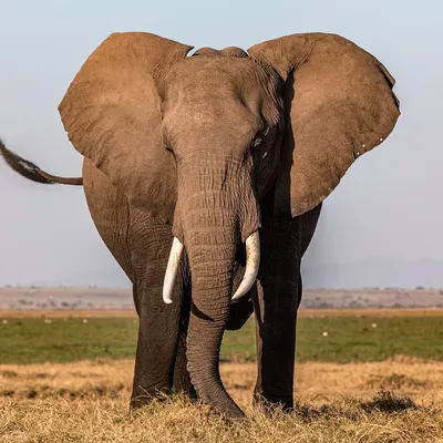 К чему снится слон: толкование снов про слона