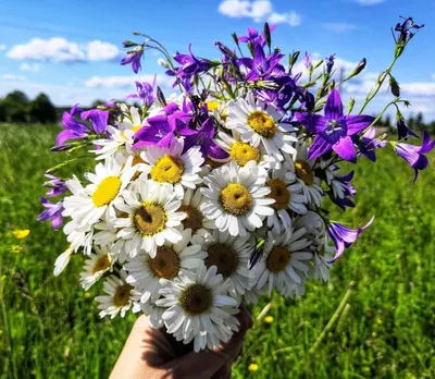 Купить яркий полевой букет из летних цветов - Пермь! Доставка круглосуточно