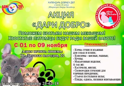 В России запустили онлайн-флешмоб по оказанию помощи бездомным животным:  Новости ➕1, 27.02.2020
