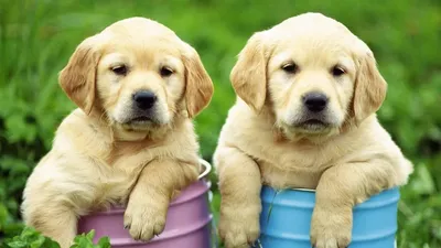 Лабрадор-ретривер - описание породы собак: характер, особенности поведения,  размер, отзывы и фото - Питомцы Mail.ru