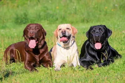 Лабрадор-ретривер: інформація про породу собак | Purina