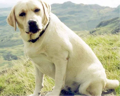 Лабрадор ретривер – добрая, умная, преданная порода собак, которая обожает  детей.