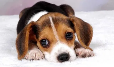 100+ картинок и фото собак биглей бесплатно - Pixabay