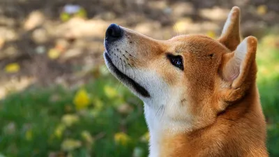 Породы собак с узкими глазами - 78 фото