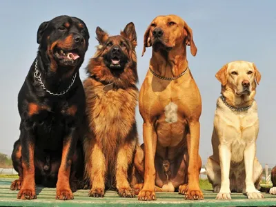 Сколько пород собак официально существует в мире? – зоомагазин Бетховен