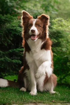 Красивые породы собак: топ-10 самых привлекательных и милых псов