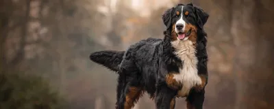 Кинолог назвал самые тихие породы собак | ИА “ОнлайнТамбов.ру”