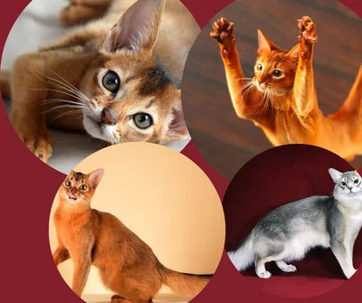Национальные породы кошек - мифы и реалии | Советы Умного Кота | Дзен