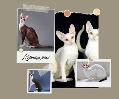 Еврейские породы кошек - картинки и фото koshka.top