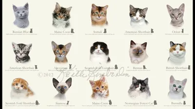 Определение породы по кошки - картинки и фото koshka.top