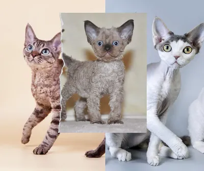 Кошки породы метис: описание и особенности ухода