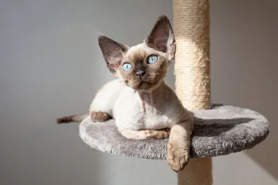 Ориентальная кошка (Oriental cat) - ЗВЕРОТЕКА.РУ