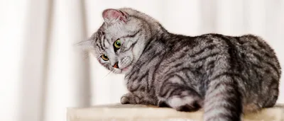 Карликовый бобтейл кошка - 63 фото